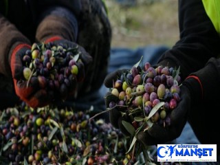 EDREMİT BELEDİYESİ’NİN ZEYTİNLERİ HASAT EDİLİYOR